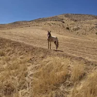 مادیان