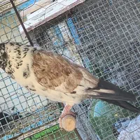 پرشی|پرنده|مبارکه, |دیوار