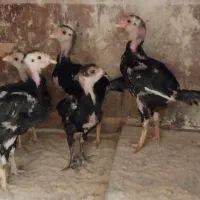 جوجه لاری ریشو ۲ ماهه