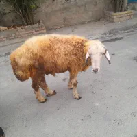 گوسفند نر فروش فوری