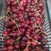 گیلاس درجه یک