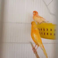 قناری