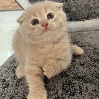 گربه بریتیش سیلور و گلد