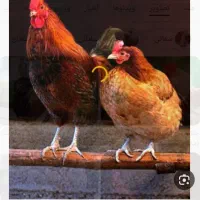 مرغ و خروس
