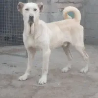 واگذاری سگ سرابی