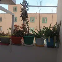 گل طبیعی