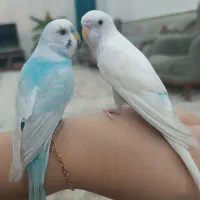 یک جفت مرغ عشق
