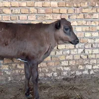 گوساله نر