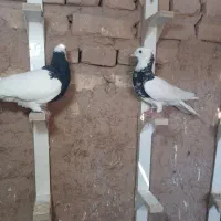 طوقی|پرنده|رفسنجان, |دیوار