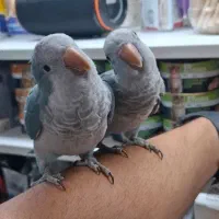 طوطی راهب جوجه ۳ ماهه رام چلوندنی