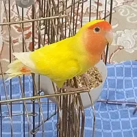 طوطی برزیلی نر