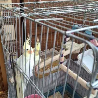 سه جفت عروس هلندی