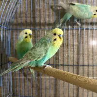 مرغ عشق رنگ خاص عسلویه