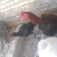 پرندگان