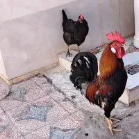 مرغ و خروس  عربی