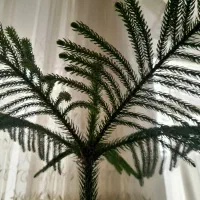 کاج مطبق|گل و گیاه طبیعی|نیشابور, شریعتی|دیوار