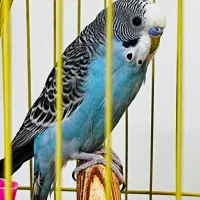 تعویض نر با ماده