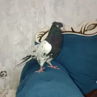 کبوتر یا کفتر