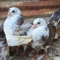 کبوتر نروماده به همراه دوتا جوجه