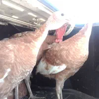 بوقلمون بوربن ماده۶ماهه