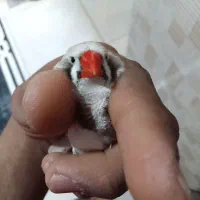 فنچ کینگ