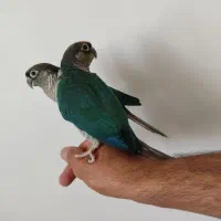 عروس هلندی گرینچیک راهب