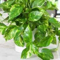تعویض قلمه گل