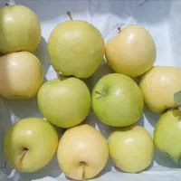 سیب درختی بار تازه