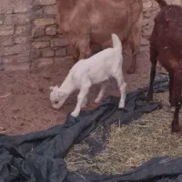 دو عدد بز شیری با سه کره نر در یزد