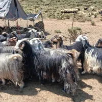 ۱۸ راس بز روزگاری شهر کردی جوان