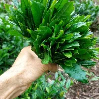 چای ایرانی