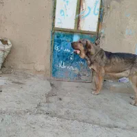 واگذاری سگ پژدر