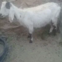 بز دو رگ