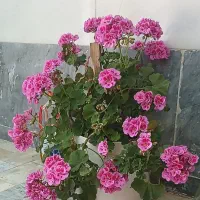 گل شمعدانی