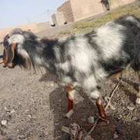 بز کوهی