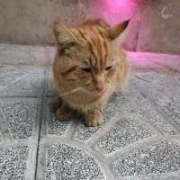 واگذاری گربه