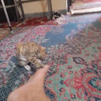 رهن واجاره. طبقه بالا تماس ۴ به بعد