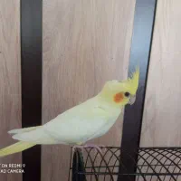 عروس هلندی