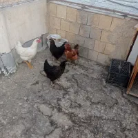 مرغ وخروس