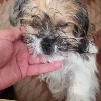 سگ شیتزو