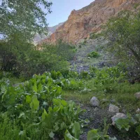 علف زن باغات ویلا