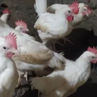 انواع مرغ وخروس سفیدبرای مریض هاومرغ لاری