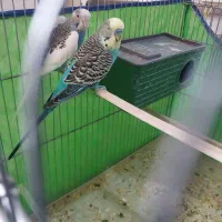 مرغ عشق جفت