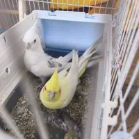 عروس هلندی