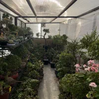 خرفه کراسولا جید بنسای