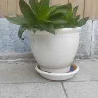 گل و گلدان