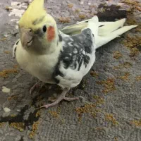 عروس هلندی نر بالغ آواز خوان