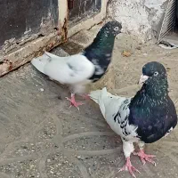 نروماده کله دار