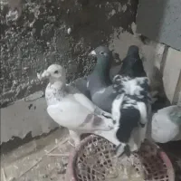 چهار تا کبوتر پرشی غریب