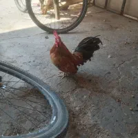 مرغ و خروس پاکوتاه زینتی